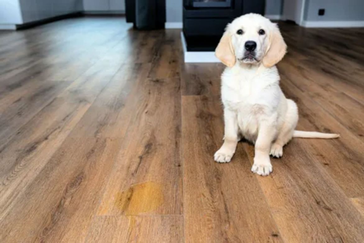 Remove Dog Urine from Wood Floors